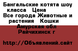 Бангальские котята шоу класса › Цена ­ 25 000 - Все города Животные и растения » Кошки   . Амурская обл.,Райчихинск г.